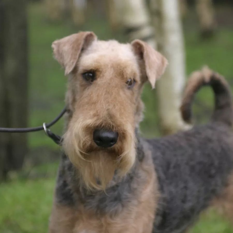 Airedale Terrier