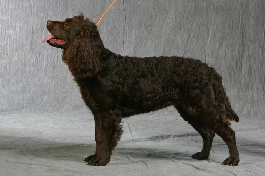 American Water Spaniel