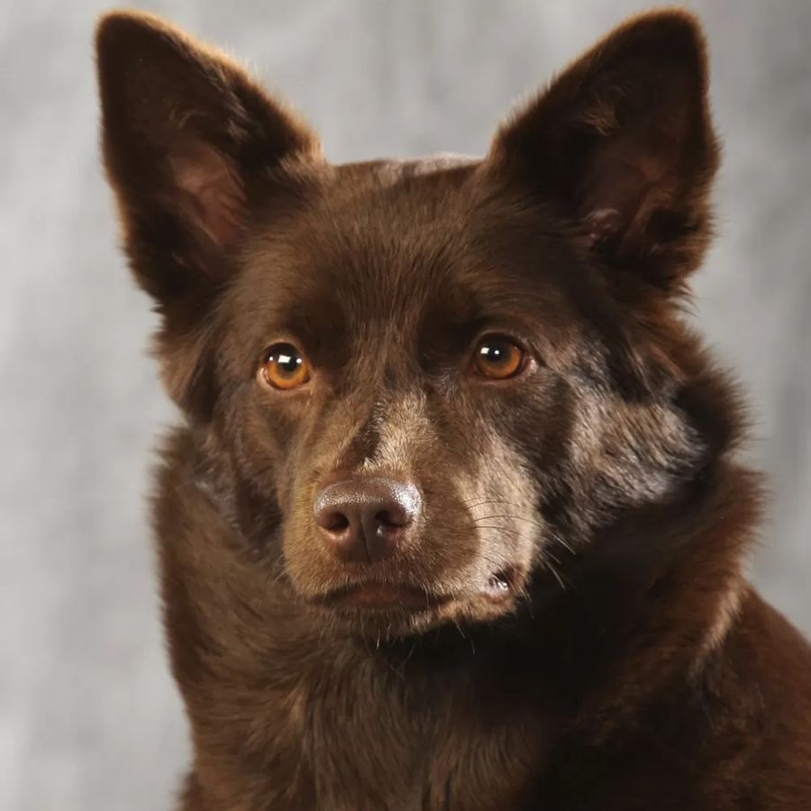 Australian Kelpie