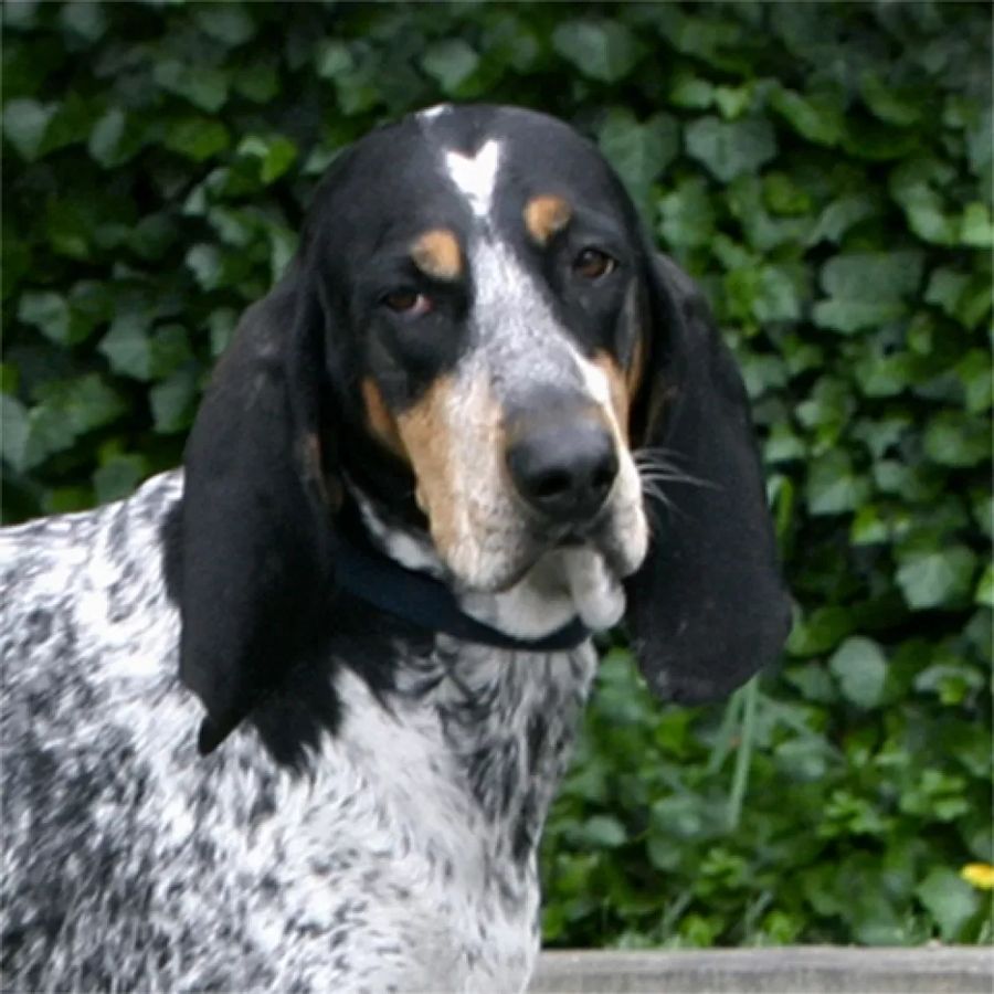 Basset bleu de Gascogne
