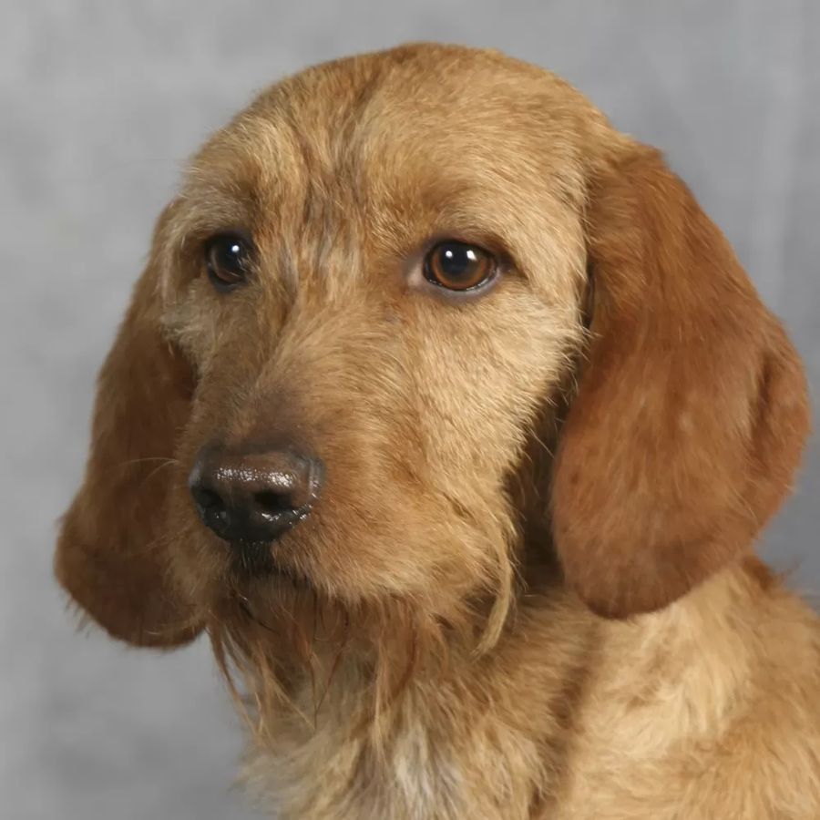 Basset fauve de Bretagne