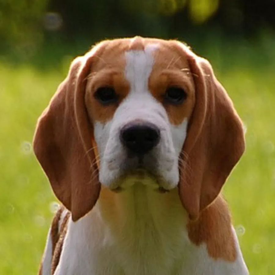 Beagle