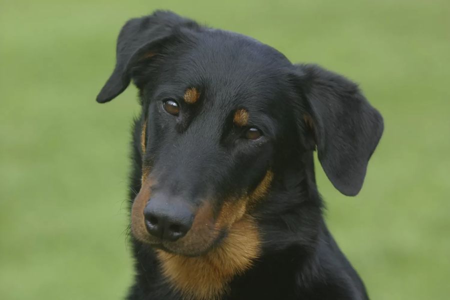 Berger de Beauce (Beauceron)