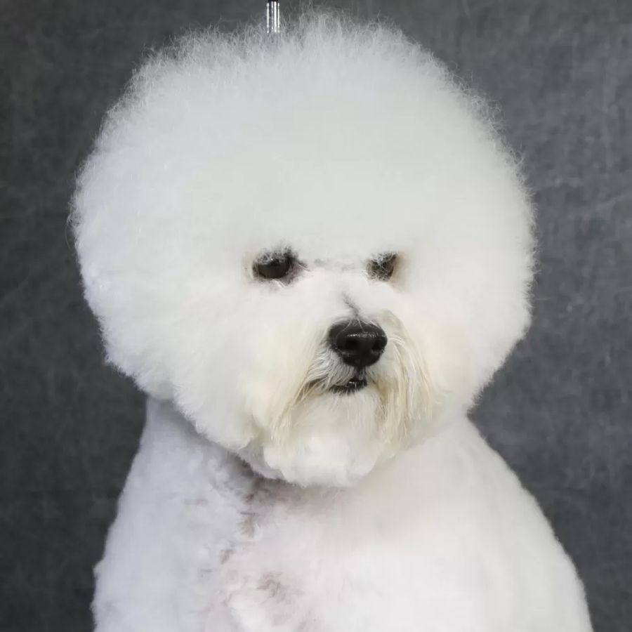 Bichon Frise