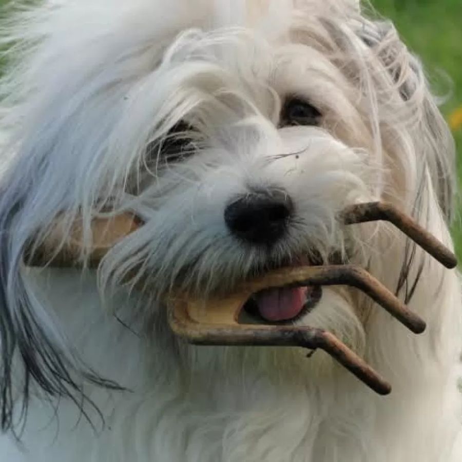 Havanese