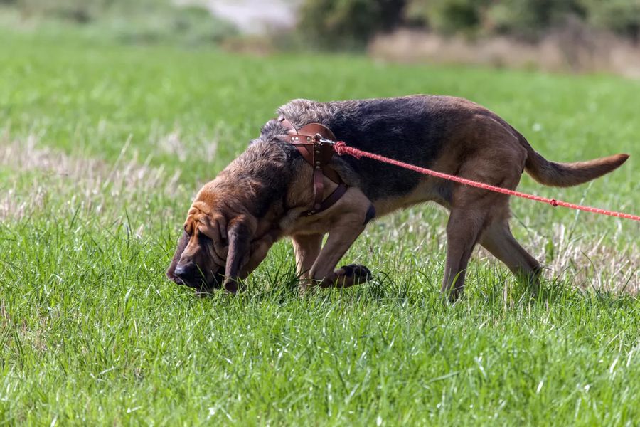 Bloodhound