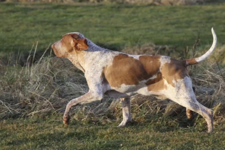Italian Pointing Dog White-Orange