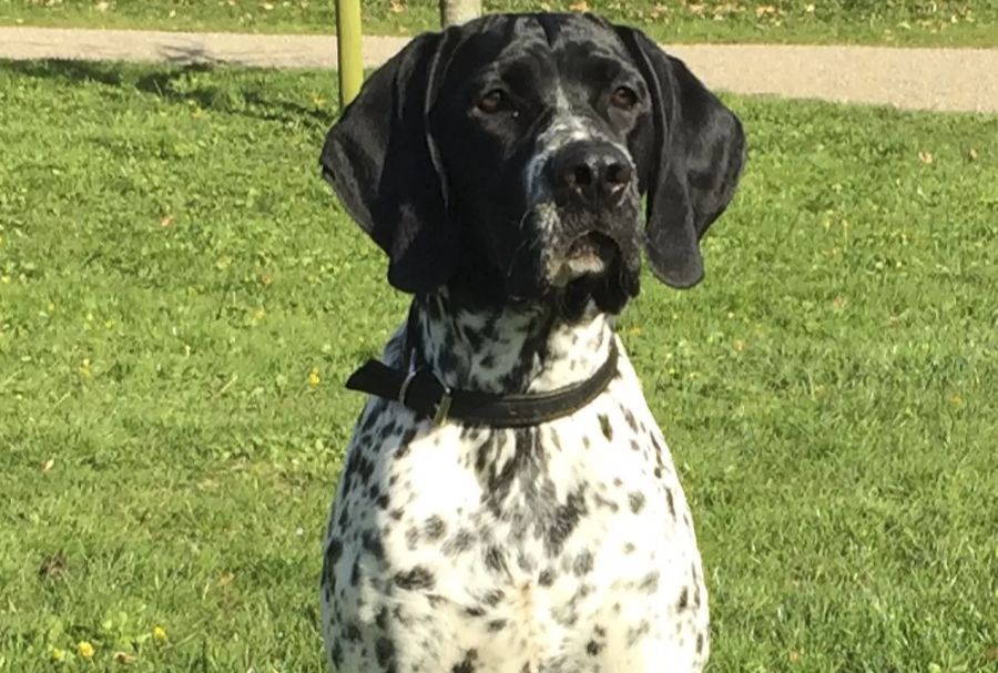 Auvergne Pointer