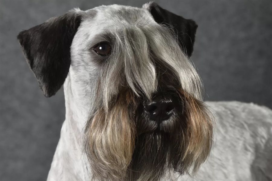 Czech Terrier