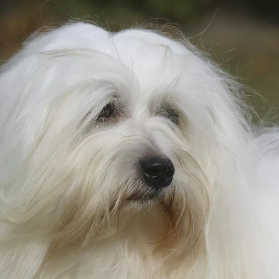Coton de Tuléar