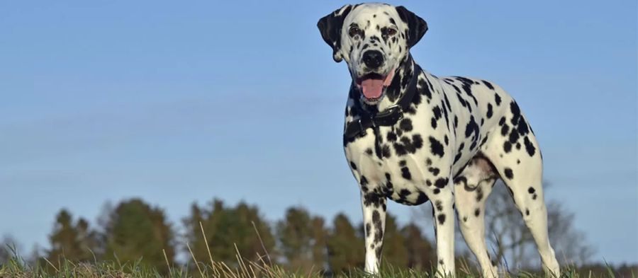 Dalmatian
