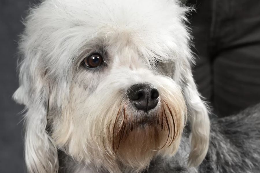 Dandie Dinmont Terrier