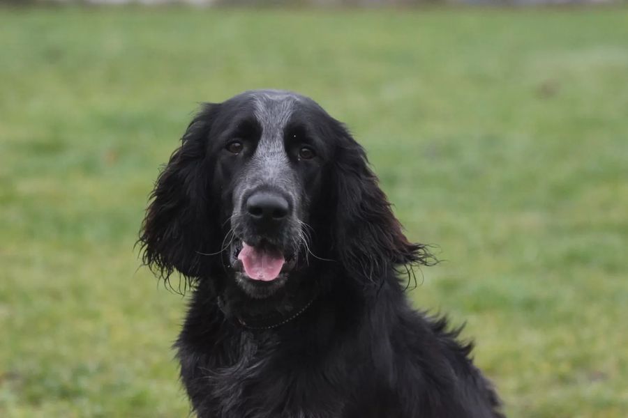 Blue Picardy Spaniel