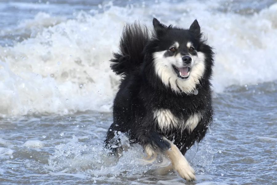 Finnish Lapponian Dog