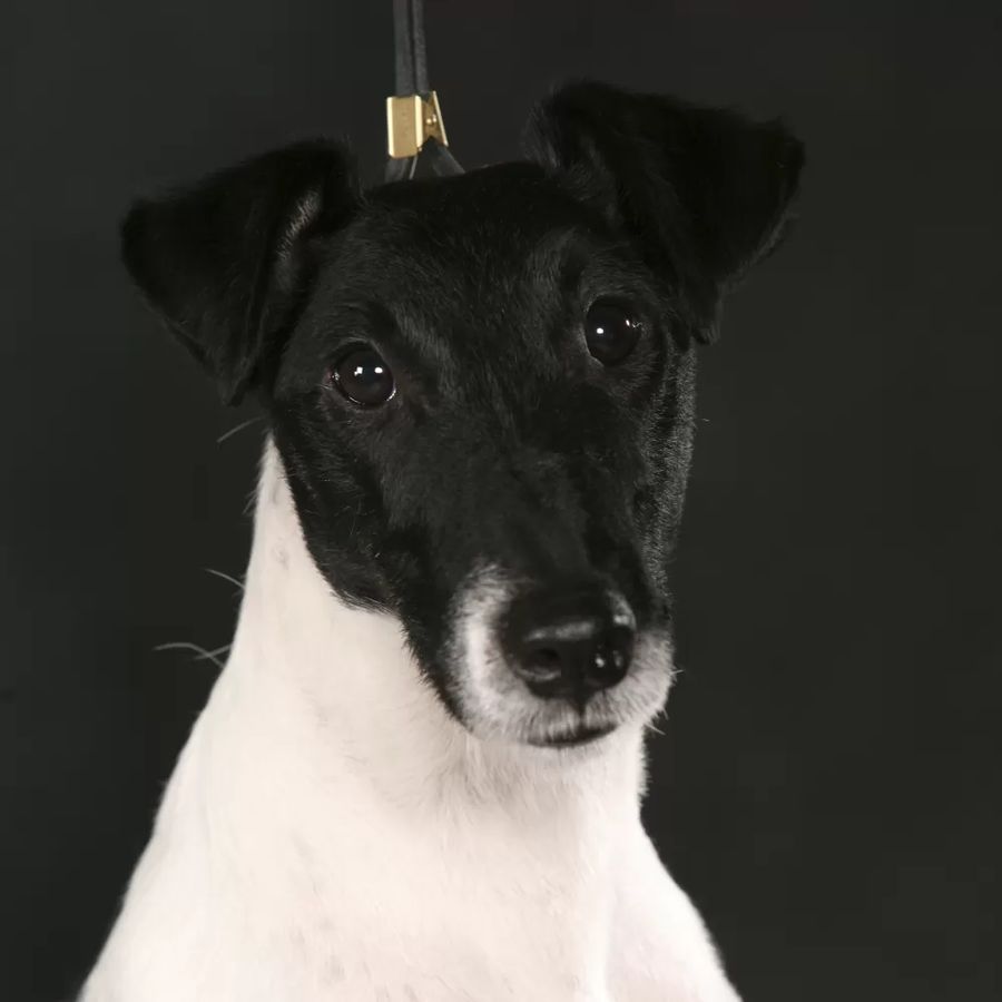 Fox Terrier (Smooth)