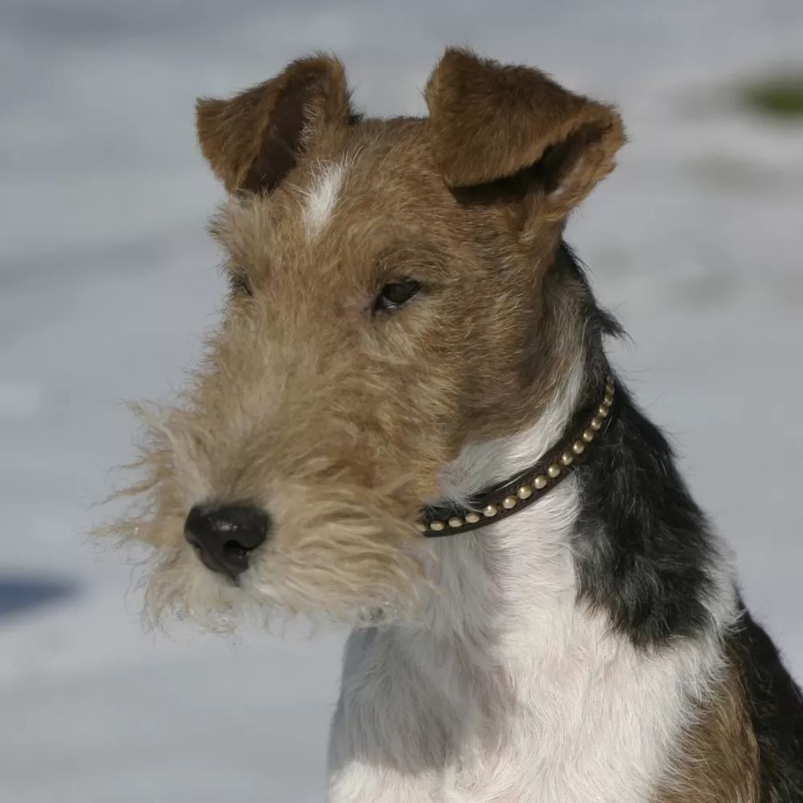 Fox Terrier (Wire)