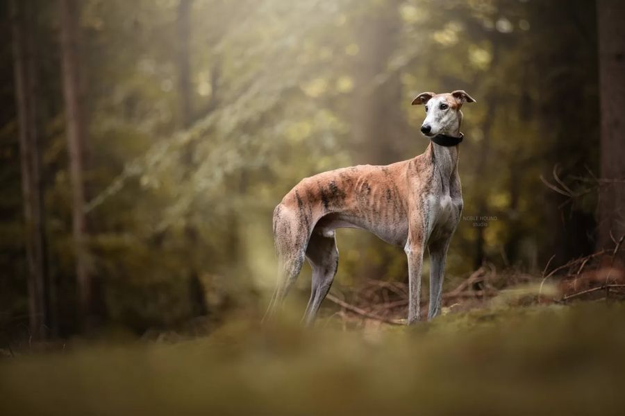 Spanish Greyhound
