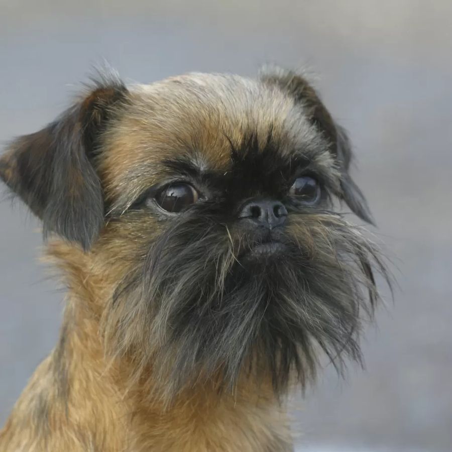 Griffon belge