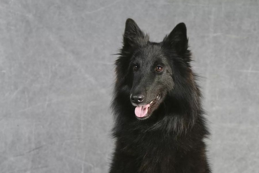 Belgian Shepherd Dog Groenendael
