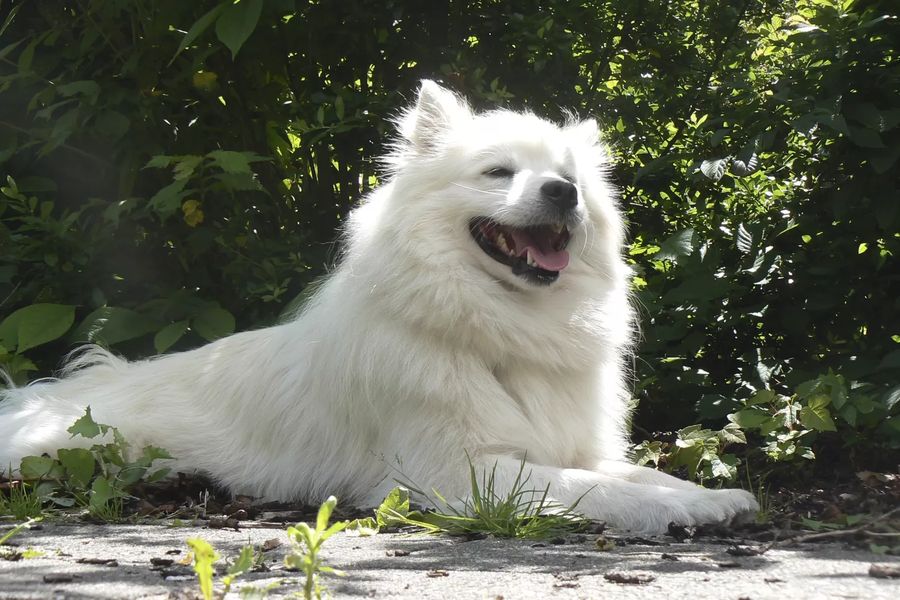 German Spitz Giant spitz black