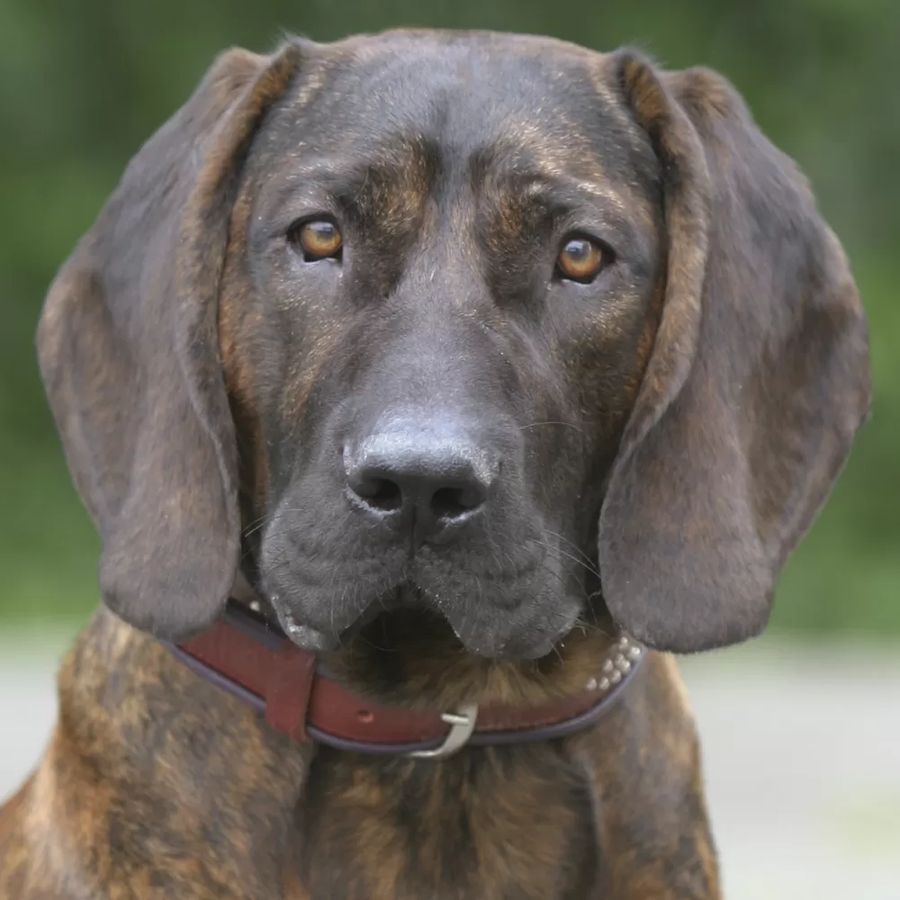 Hanoverian Scent Hound