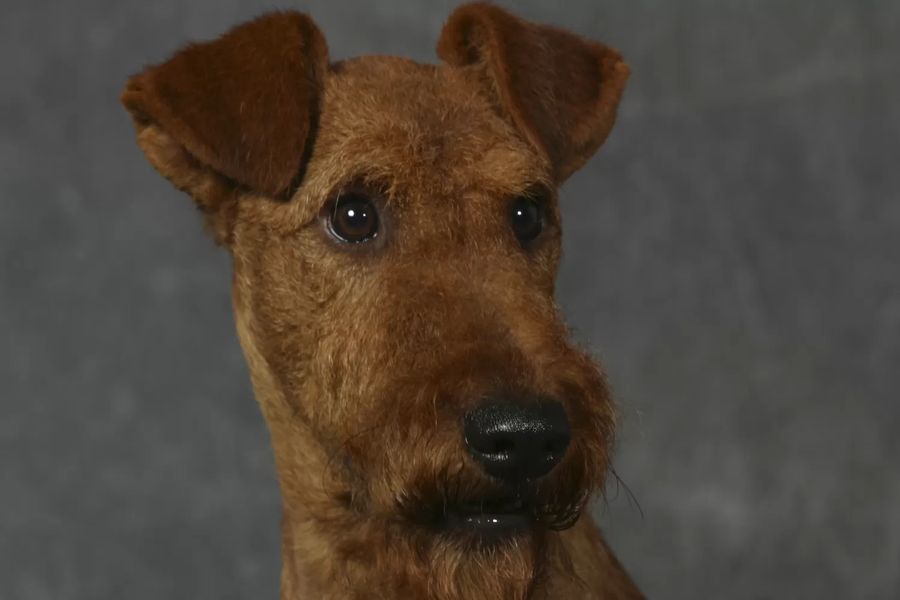 Irish Terrier