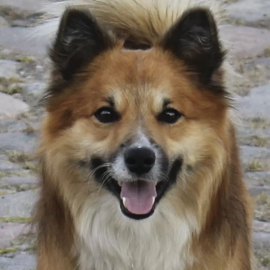 Icelandic Sheepdog