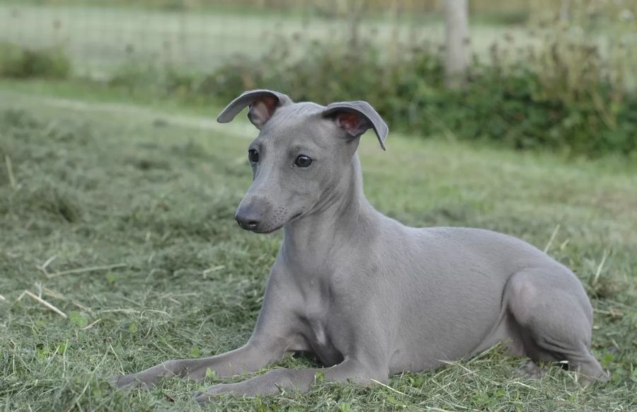 Italian Sighthound