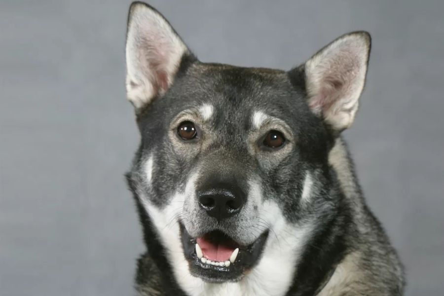 Swedish Elkhound (Jämthund)