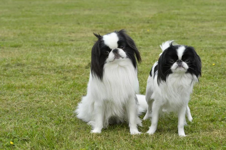 Japanese Chin