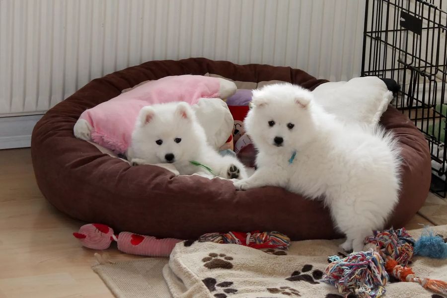 Japanese Spitz