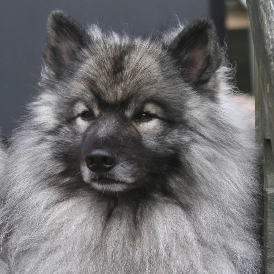 German Spitz Keeshond (Wolfspitz)
