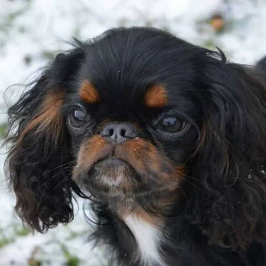 King Charles Spaniel