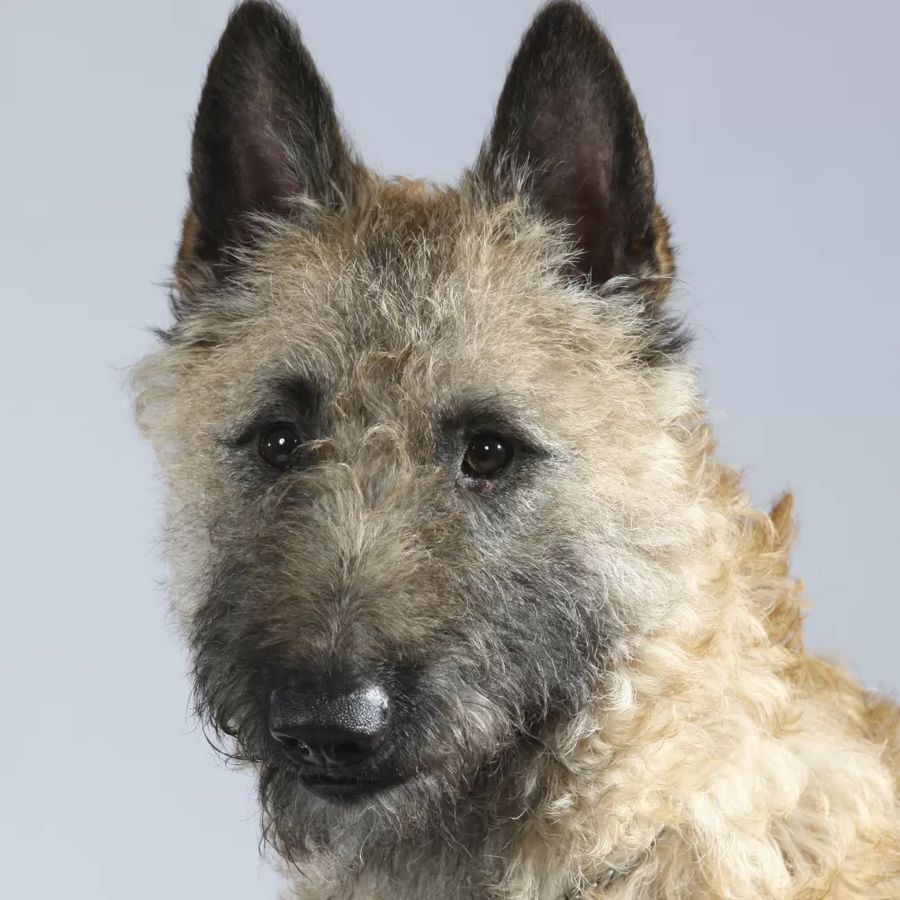 Belgian Shepherd Dog Laekenois