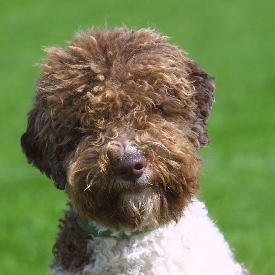 Lagotto Romagnolo (Romagna Water Dog)