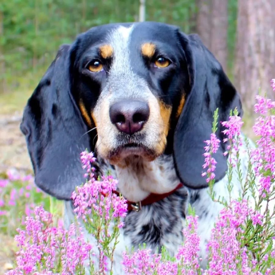 Small Swiss Hound Small bernese Hound