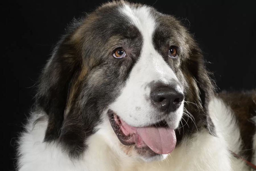 Pyrenean Mastiff