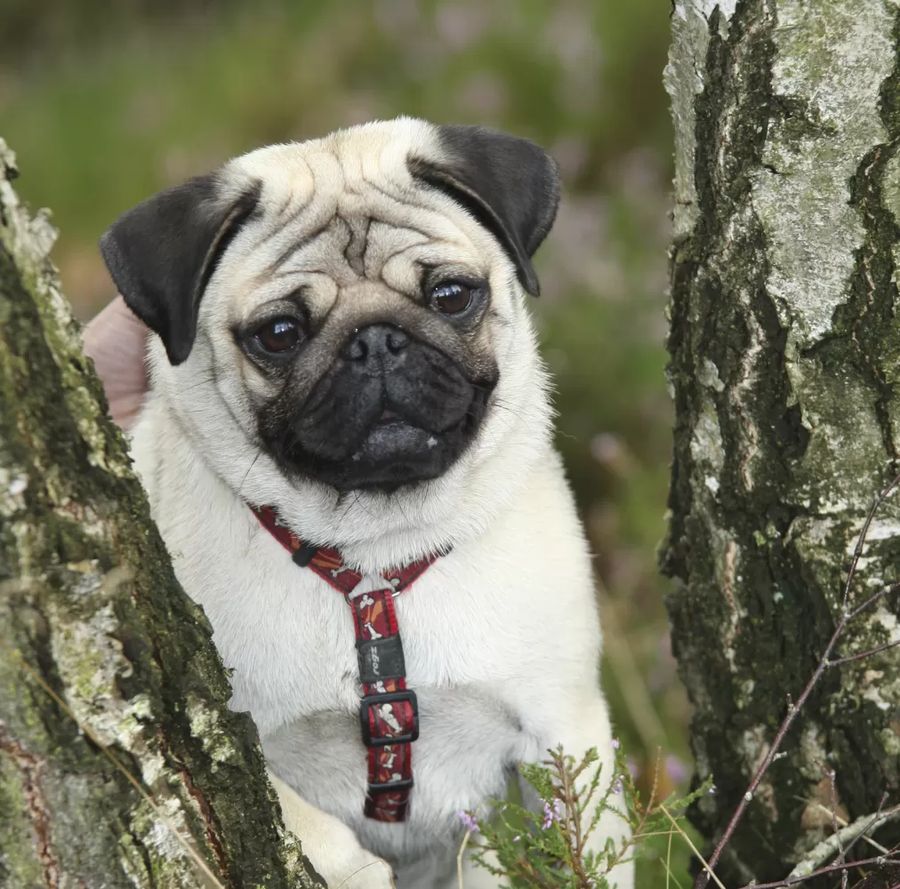 Pug