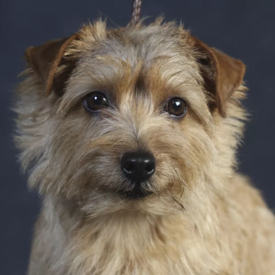Norfolk Terrier