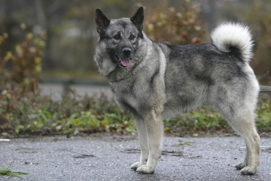 Norwegian Elkhound Grey