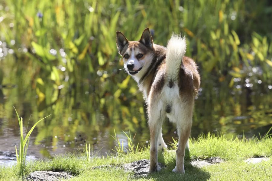 Norwegian Lundehund