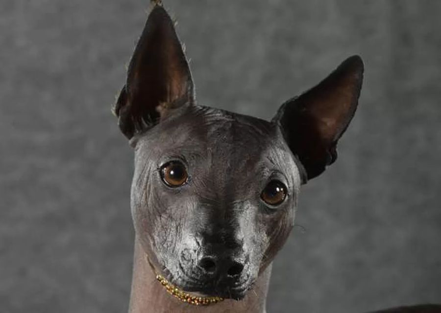 Peruvian Hairless Dog - Miniature
