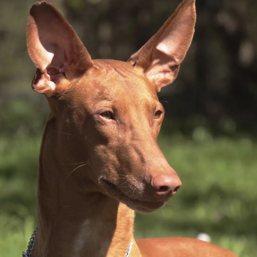 Pharaoh Hound