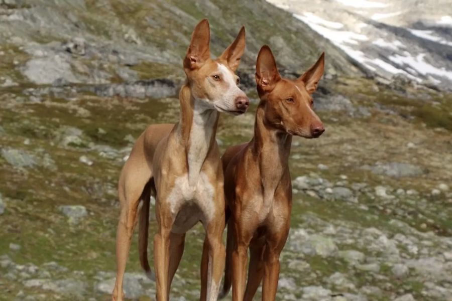 Canarian Warren Hound