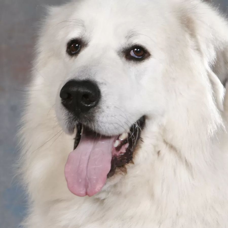 Pyrenean Mountain Dog