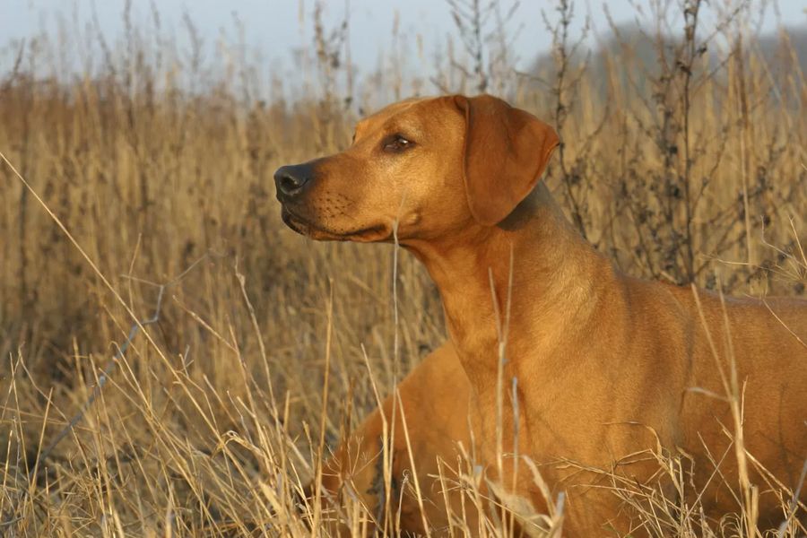 Rhodesian Ridgeback