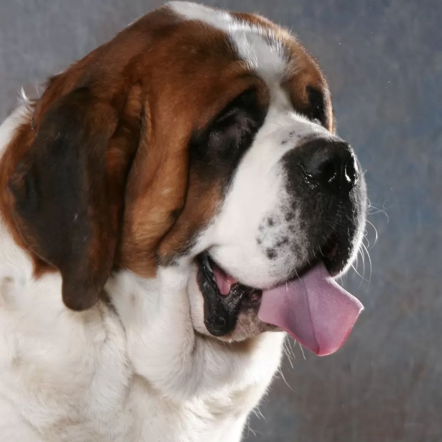 Saint-Bernard Short-haired