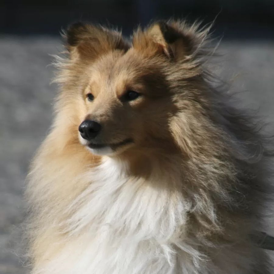 Shetland Sheepdog