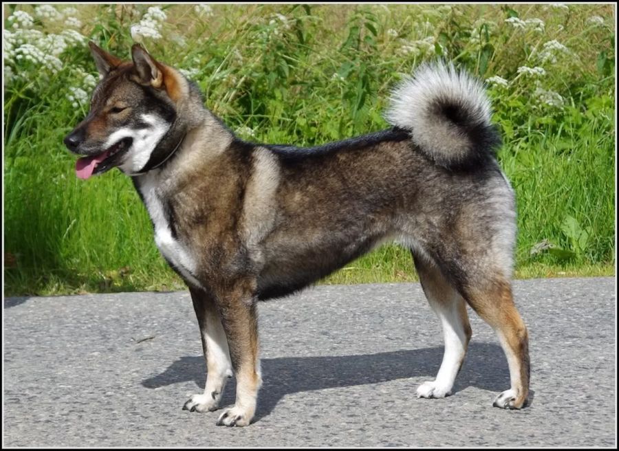 Shikoku