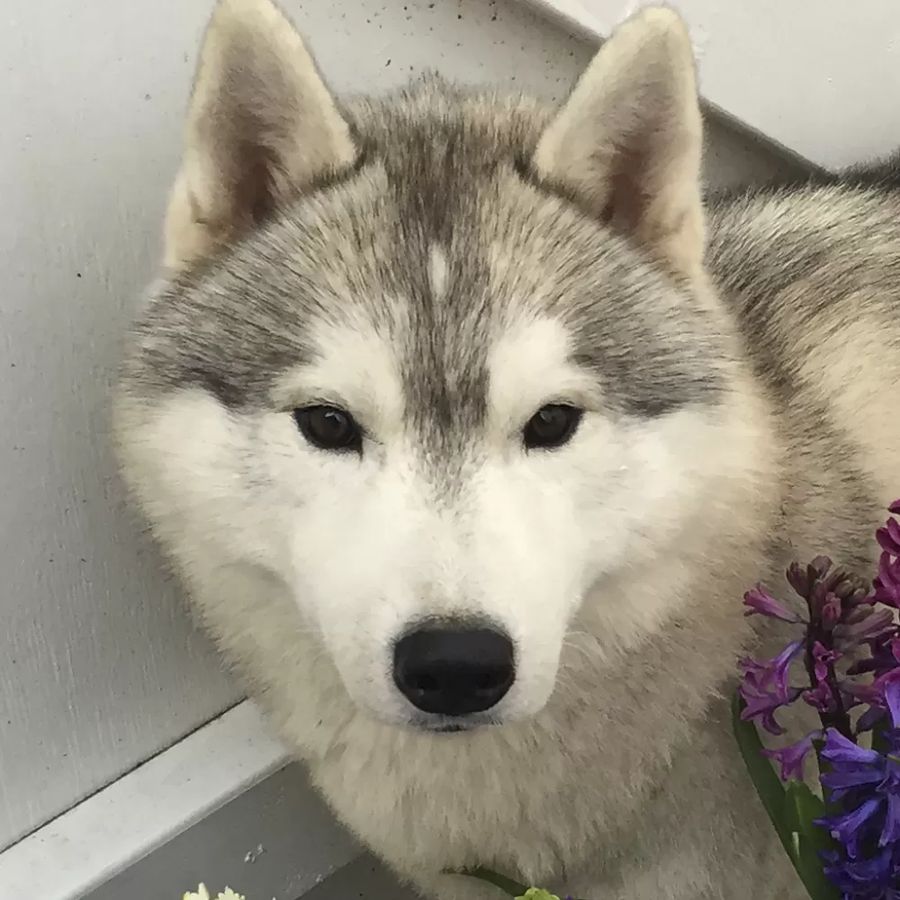 Siberian Husky